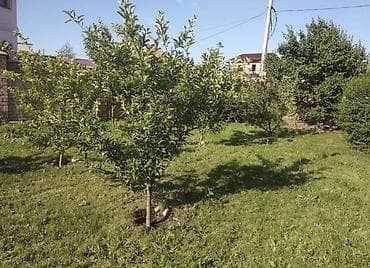 простой: 260 м², 6 комнат, Ынтымак ж/м — 5