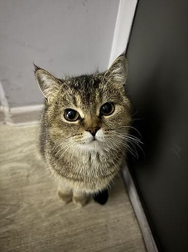 Мышык кууту: Мышык бекер берилет: Британ кыска жүндүү, 11 айлык, Ургаачы, Лотокко барууга үйрөтүлгөн, Курттардан тазаланган, Эмделген — 8