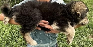 Продажа собак: 3 месяца, Самец — 3