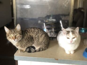 сколько стоит щенок курцхаара: 4 месяца, Девочка, Черепаховый — 5