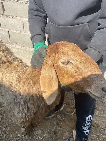 кочко: Продаю | Овца (самка), Ягненок | Для разведения | Матка — 2
