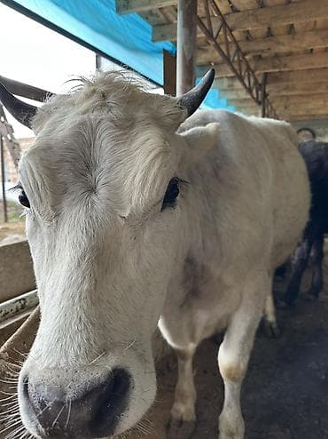 ат ургачы: Продаю | Тёлка — 2