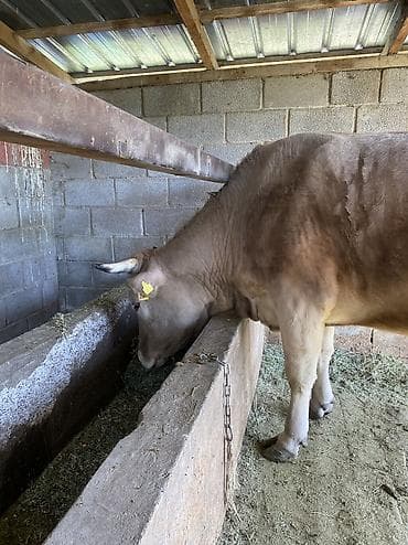 бык семец: Продаю | Корова (самка) | Для разведения, Для молока | Привязанные — 4