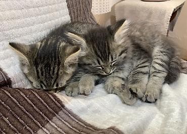 шпионские кошки: 2 месяца, Мальчик, Приучена к лотку — 3