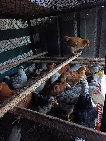 куры бройлерные: Продаю | Цыплята — 4