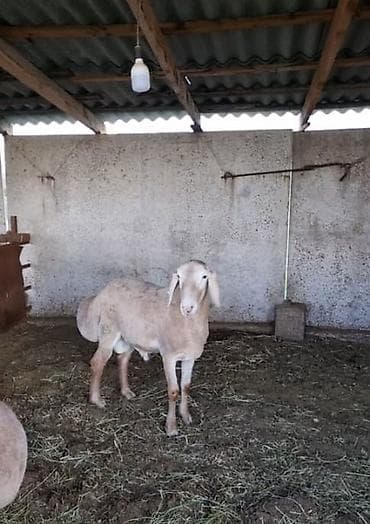 кара балта животные: Продаю | Овца (самка) | Арашан | Для разведения | Племенные — 1