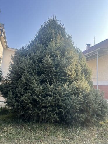 буфет в аренду: Ель голубая (Picea pungens) — крупномерные экземпляры для озеленения — 3