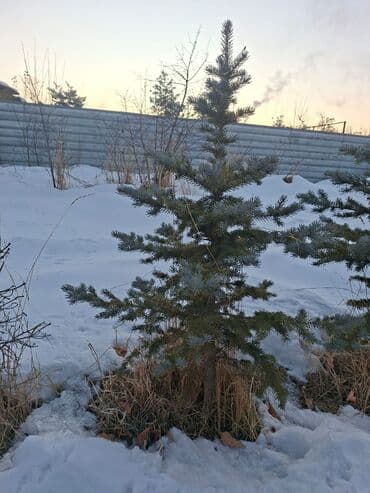 Все для дома и сада: Саженцы деревьев: Ели — 9