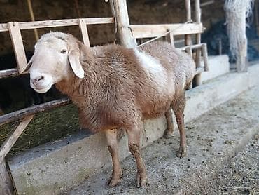 бишкек собака: Сатам | Кочкор (эркек) | Көбөйтүү үчүн | Асыл тукумдуу — 2