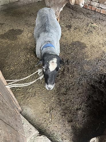 продаю баран: Продаю | Баран (самец) | Романовская | Для разведения | Матка — 1