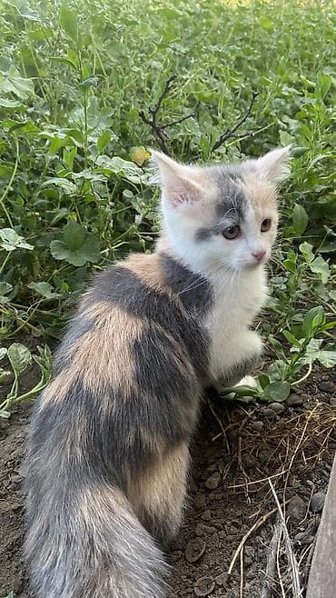 американская вислоухая кошка: 3 месяца, Девочка, Биколор, Приучена к лотку — 2