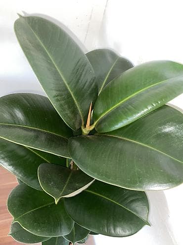 Фикус эластика (Rubber Plant) в горшке - Сорт: вероятно