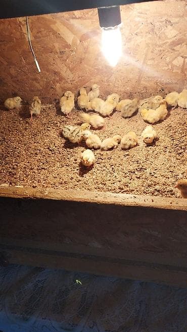 chi su: Инкубационные яйца перепелов Техас и Феникс. суточные перепелята — 5