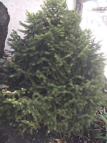 семена елки: Ель канадская (Picea glauca ‘Conica’), компактная, густая крона — 3