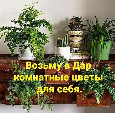 излишки: Ищу комнатные растения в дар для домашней коллекции. Интересуют: - — 1