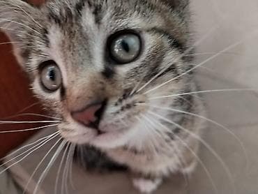 кошка токмок: 3 айлык, Ургаачы, Аргын, Лотокко барууга үйрөтүлгөн, Курттардан тазаланган — 2