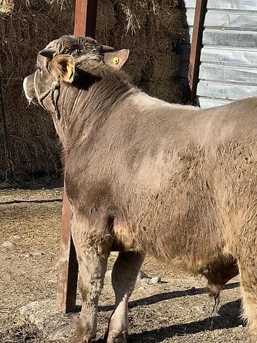 тай сатам: Сатам | Бука (эркек) | Швиц | Бордоп семиртүү үчүн | Байланган — 4