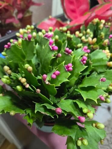 кресло на колёсах: Этажерка для цветов, Новый, Железо, Самовывоз, Платная доставка — 7