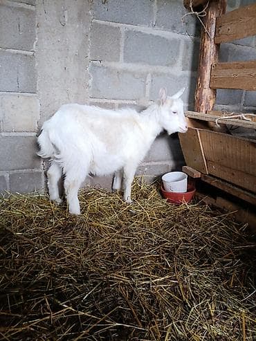 Зоотовары: Продаю | Коза (самка) | Для разведения — 1