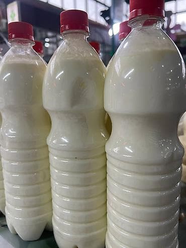 ослинное молоко: Домашнее молоко, сметана, сары май, кымыз (Бишкек) Описание — 2