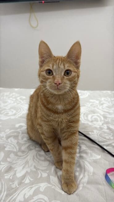 вислоухий котенок: Кошка даром: Беспородная, 5 месяцев, Мальчик, Приучена к лотку, Проглистована, С документами — 1