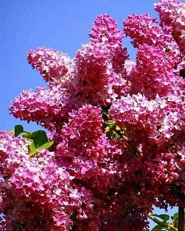 51 роза: Сирень калированная махровая на букеты, в наличии много, приезжайте и — 2