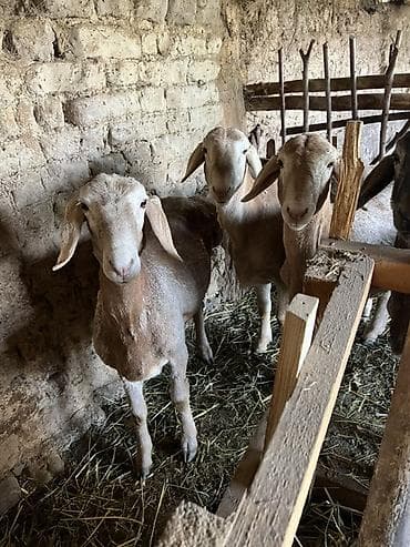 щенки ротвейлера бишкек: Продаю | Овца (самка) | Для разведения — 10