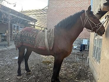 живой корм: Продаю | Конь (самец) — 1