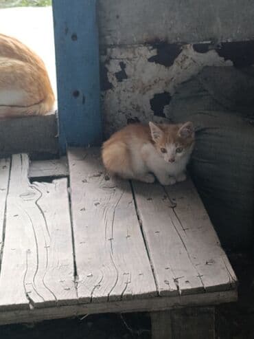 купить немецкую овчарку в бишкеке: Кошка даром: Беспородная, 3 месяца, Мальчик, Метис — 4