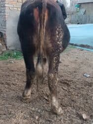 купить рабочую охотничью собаку: Продаю | Корова (самка) | Алатауская | Для разведения, Для молока | Стельные — 4