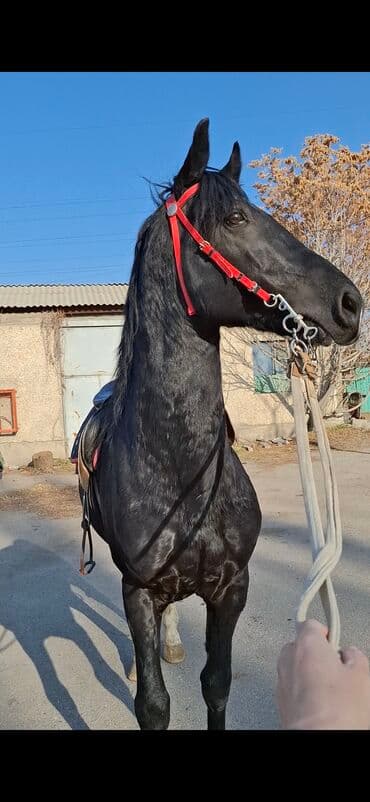 возьму собаку в добрые руки: Продаю | Жеребец | Арабская | Рабочий — 4