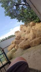 продажа щенков немецкой овчарки с документами в бишкеке: Саман туктор плотный чоон чоон метровый таза аппак. с доставкой выше — 8