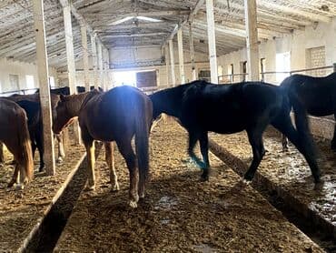 русская голубая длинношерстная кошка: Продаю | Кобыла (самка) | Рабочий — 4