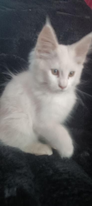 бишкек кошка: Мейнкуны ♥️♥️♥️ Продаётся Чистокровный, Эксклюзивный котик Мейн-Кун🥰 — 5