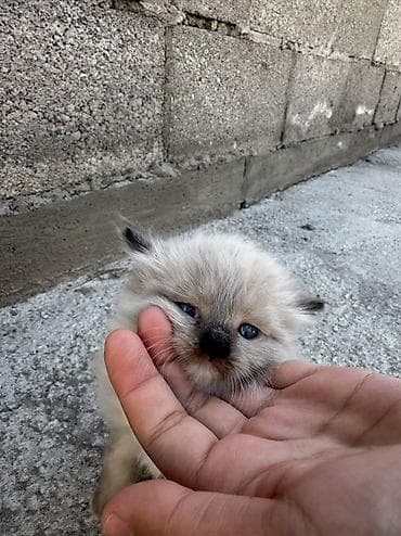 веслаухая кошка: Рэгдолл, 1 месяц, Мальчик, Приучена к лотку — 5
