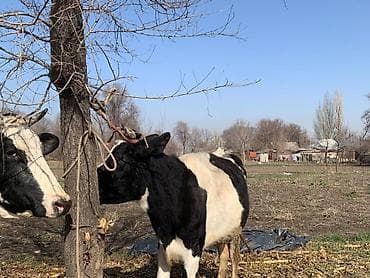 Ветеринар кызматы: Сатам | Уй (ургаачы) | Сүт алуу үчүн | Байланган — 9