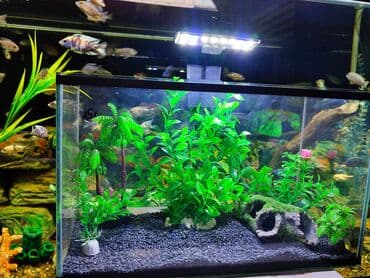 аквариумная рыбка: Аквариум новый с оформлением, объём 15 л — 4