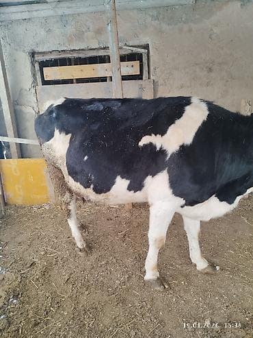 Зоотовары: Продаю | Корова (самка) | Полукровка — 4