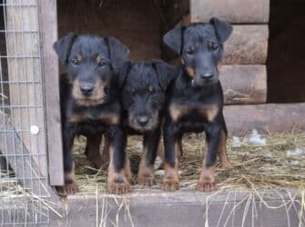 джек рассел терьер купить: Ягдтерьер, 3 месяца, Самец — 1