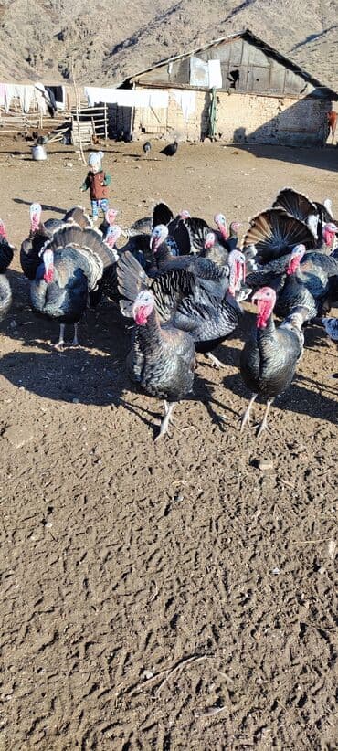 Продаю | Индюк (самец) | Для разведения | Племенные — 4