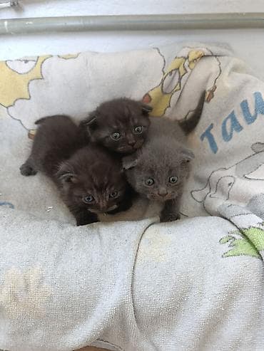 котята для гор: Котята, окрас серый/дымчатый - Помет из трёх малышей: два тёмно‑серых — 6