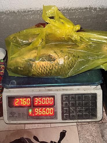рыба фарел: Свежая рыба Амур выловлена 15 августа сейчяс замороженная — 1