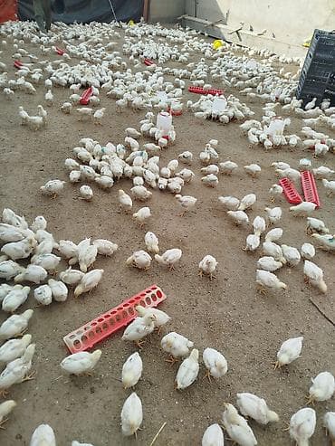 Продаю | Цыплята | Хай-Лайн Соня Грей | На забой