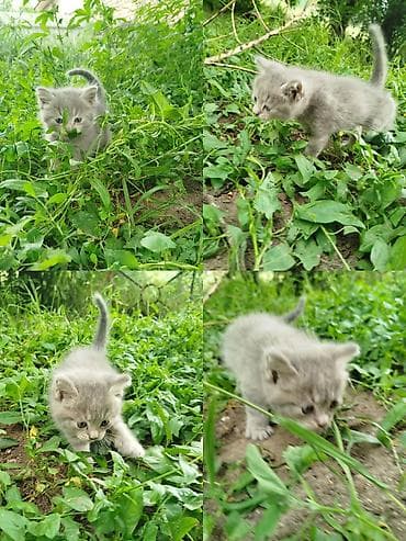 сколько стоит сибирская кошка котенок: Срочно разыскиваются сотрудники на должность «Любимый хозяин» 🐾 В — 4