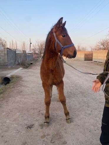 купить собаку доберман в бишкеке: Продаю | Жеребенок | Для разведения | Племенные — 3