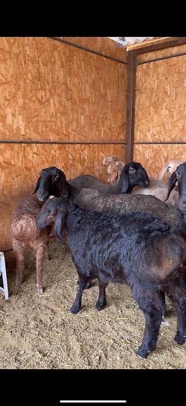 гуси линда: Продаю | Овца (самка) | Для разведения | Матка — 6