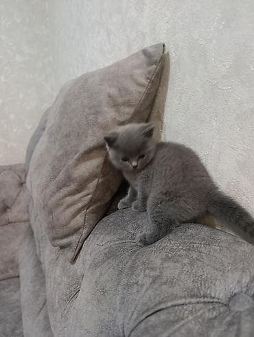 британская кошка: Британский короткошёрстный котёнок, окрас голубой (серый). - Плюшёвая — 9