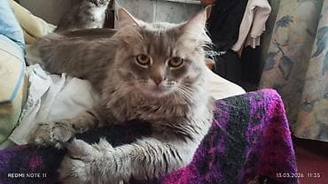 собака из приюта: 9 месяцев, Мальчик, Кастрирована, Метис, Приучена к лотку — 1