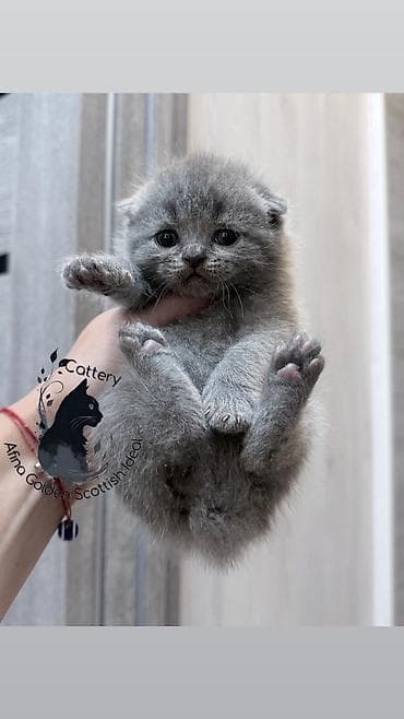 Скотиш Фолд (Шотландская вислоухая), 1 месяц, Девочка, Голубой, Приучена к лотку, Проглистована, С документами