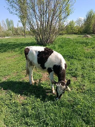 телята токмок: Продаю | Тёлка | На откорм | Привязанные — 2